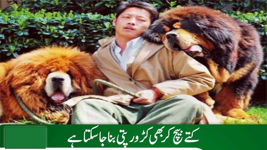 کتے بیچ کر بھی کروڑ پتی بنا جاسکتا ہے